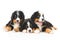 Three Bernese Mountain Dog puppy