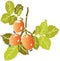 Three berries of wild rose hip with leaves isolated