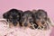 Three bi-colored longhaired  wire-haired Dachshund dog pups sleeping in a basket  on pink background