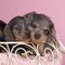 Three bi-colored longhaired  wire-haired Dachshund dog pups sleeping in a basket  on pink background