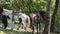 Three big domestic horses tied to tropical trees resting in forest shadow