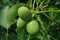 Three big green nuts in a flowery tree