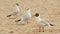 Three big gulls stand on the sand on the beach