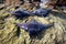 Three BIG Manta Ray.(Lamalera,Indonesia)