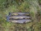 Three big rainbow trout, fish displayed on grass. fresh catch freshwater trout