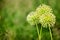 Three big round decorative blossom onion yellow flowers on green blurred bokeh background closeup, giganteum Allium cristophii