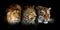 Three big wild cats portrait leopard, tiger, lion on black background