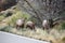 Three bighorn sheep