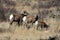 Three Bighorn Sheep