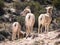 Three Bighorn Sheep Ewes Facing Away