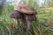 Three birch mushrooms between grasses