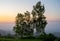 Three birch trees in background of morning predawn fog