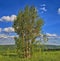 Three birch trees on the top of the hill