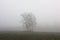 Three birches in fog.