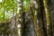 Three birches growing close to a cliffside