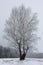 Three birches in hoarfrost.