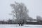 Three birches in hoarfrost and village.