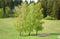 three birches in the meadow under the forest hill meadow sun lush green leaves may