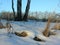 Three birches in a Snow-covered meadow with forest in the evening