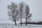 Three birches among a winter field.