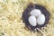 Three bird eggs lie in the nest