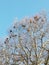 Three bird house winter blue sky