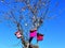 Three bird nest boxes pink and purple colored on old leafless apple tree with cloudless dark blue sky background