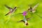 Three bird with pink flower. Hummingbird Brown Violet-ear, flying next to beautiful violet bloom, nice flowered green background.