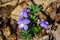 Three Birdfoot Violet Wildflowers, Viola pedata