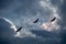 Three birds with colorful rainbow in the sky