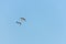 three birds flies at a light blue sky