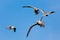 Three birds flying on a sunny blue sky