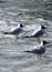 three birds gulls seagulls winter spring