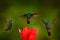 Three birds with red flower. Rufous-tailed Hummingbird, Amazilia tzacatl, bird flying next to beautiful red rose hibiscus flower