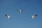 Three birds snatching food in sky