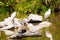 Three birds standing in the water. White gull on the dead branch and two herons on the background