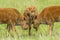 Three bison calves in field.