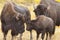 Three in a bison family with an affectionate moment between mother and calf