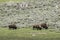 Three bison grazing on grass