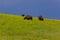 Three Bison Grazing on a Hillside