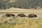 Three bison grazing in line in scrublands of Yellowstone.