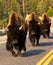 Three Bison in Road