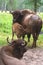 Three bisons