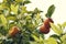 Three bitter orange fruit on a tree with white blossoms No people