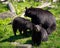 Three Black Bears - Mother and Two Cubs