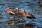 Three Black-bellied Whistling Ducks