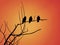 Three Black Birds Sitting Together On A Tree Branch With The Bright Orange Sky Behind Them