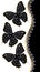 Three Black Butterflies with Diamonds Vertical Border