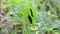 Three black caterpillars on nettle leaf