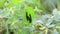 Three black caterpillars on nettle leaf